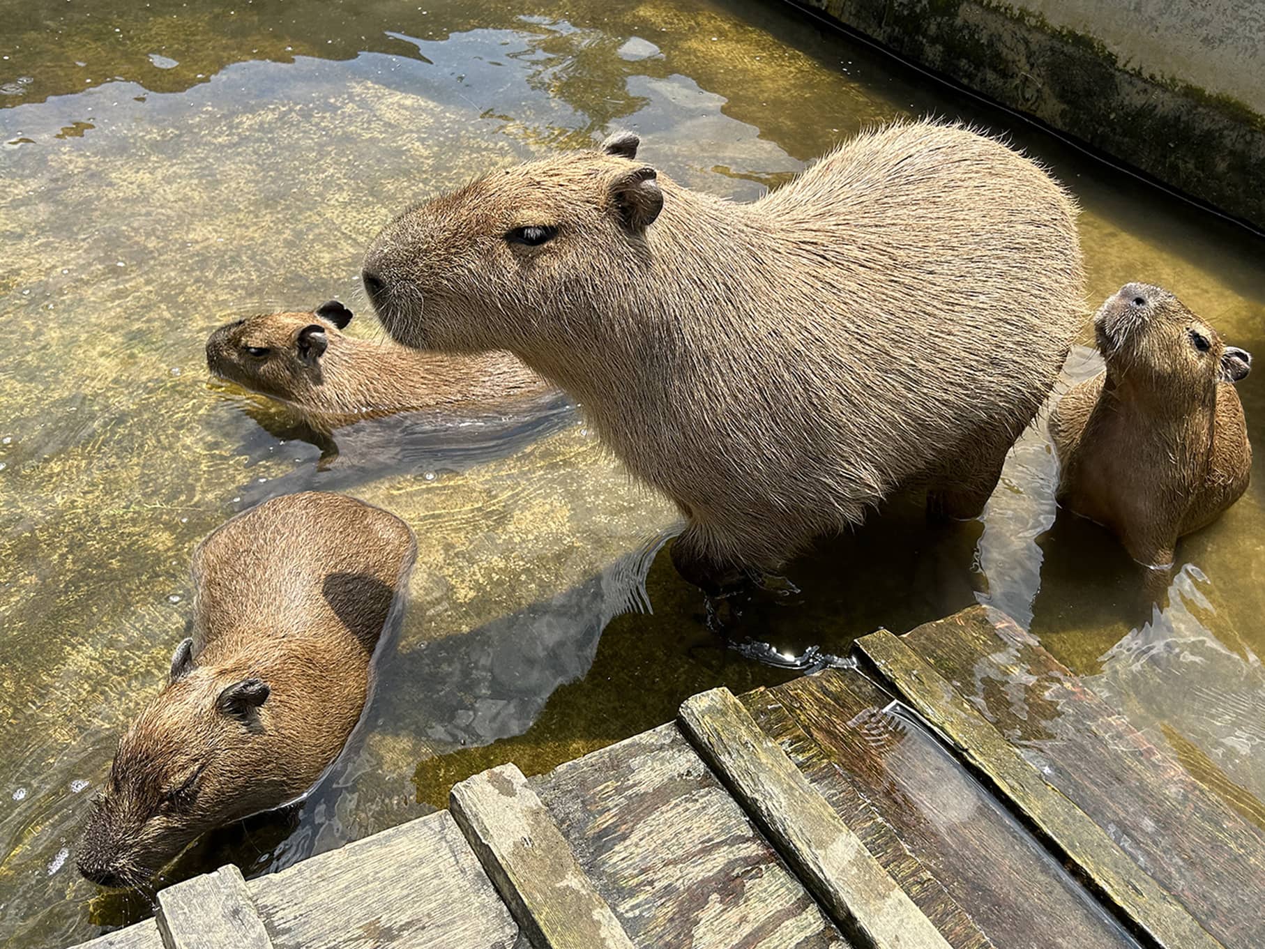 カピバラ