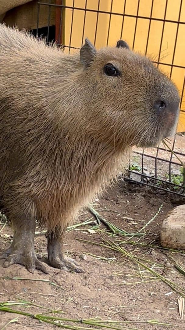 千葉 人気 動物園 ペット